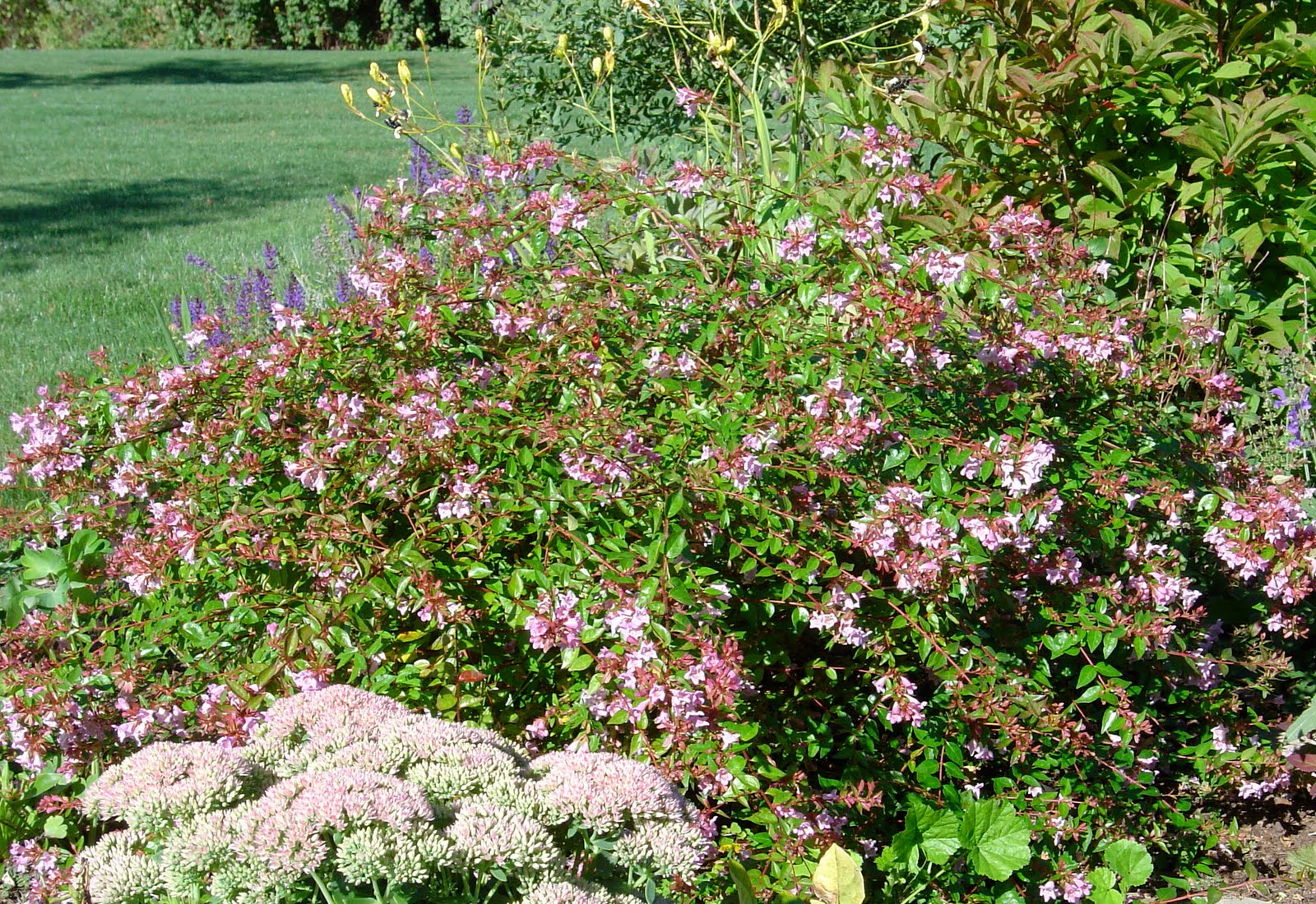 Abelia grandiflora 'Edward Goucher'