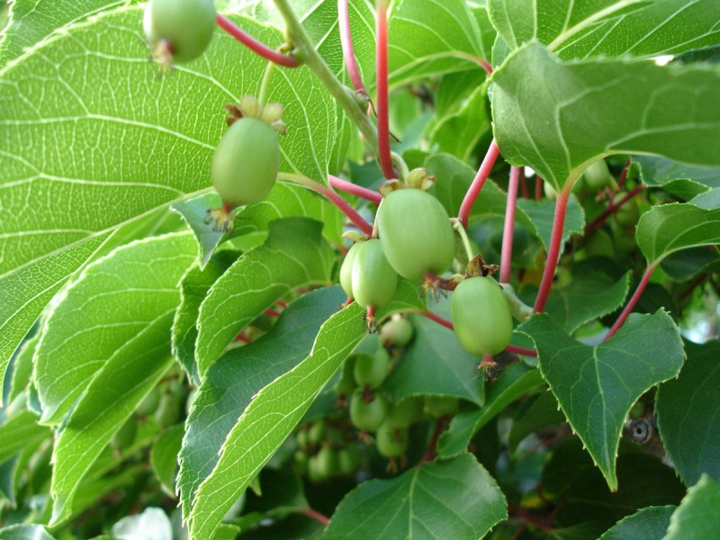 Kiwi - Actinidia arguta 'Issai'  (Canada Only) 