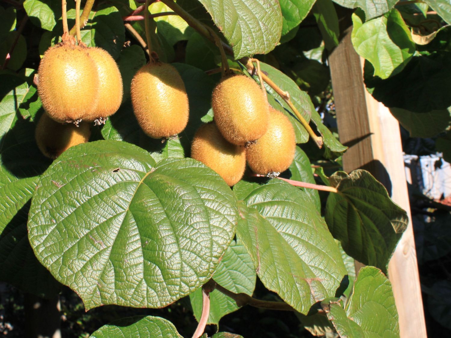 Kiwi - Actinidia deliciosa 'Jenny' (Canada Only) 