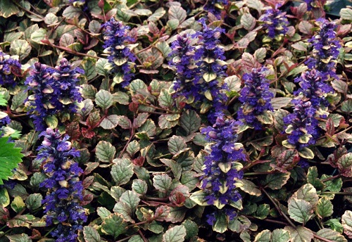 Ajuga reptans 'Burgundy Glow'