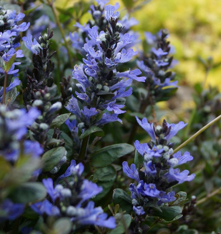 Ajuga tenorii Chocolate Chip ('Valfredda')