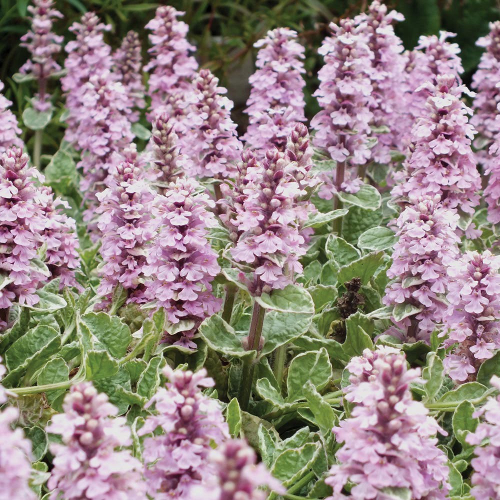 Ajuga reptans 'Pink Lightning' PP22255