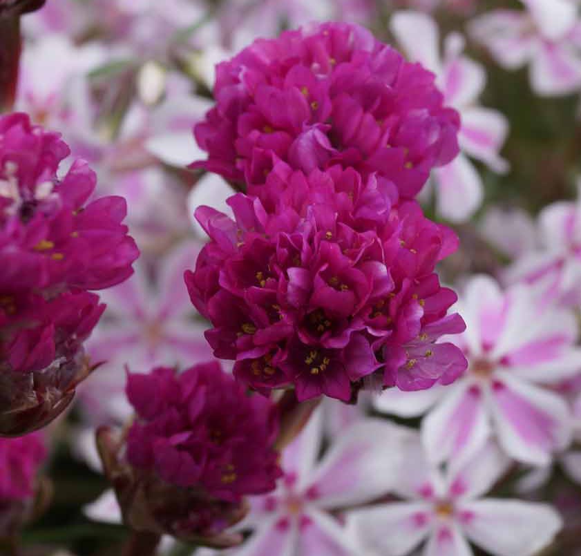 Armeria maritima 'Bloodstone'