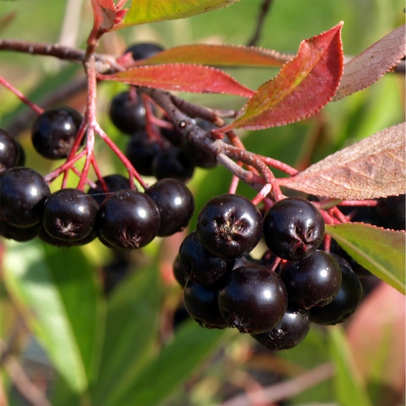 Aronia prunifolia 'Aron'