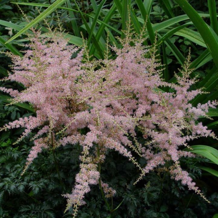 Astilbe simplicifolia 'Henny Graafland'