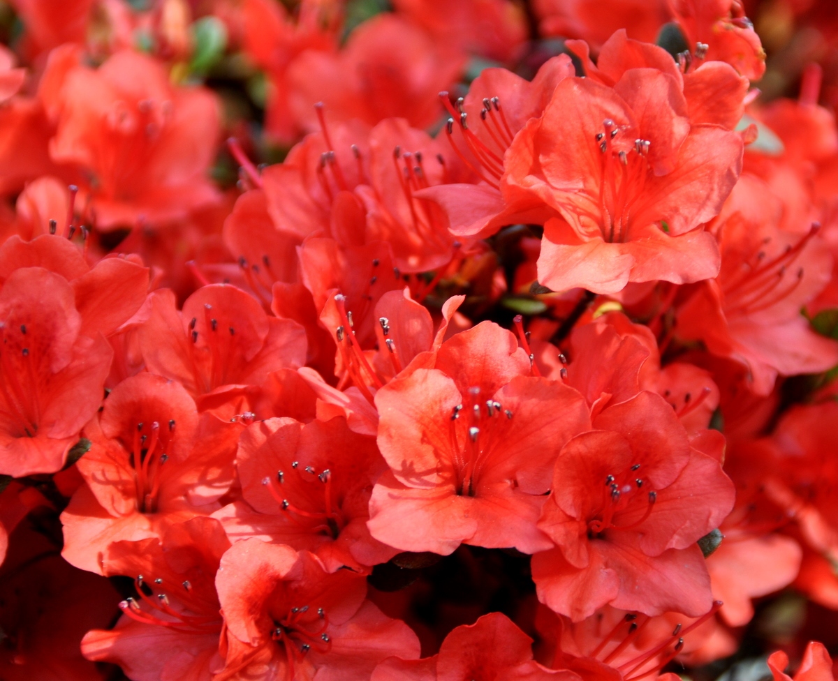 Azalea hybrid 'Fridoline'