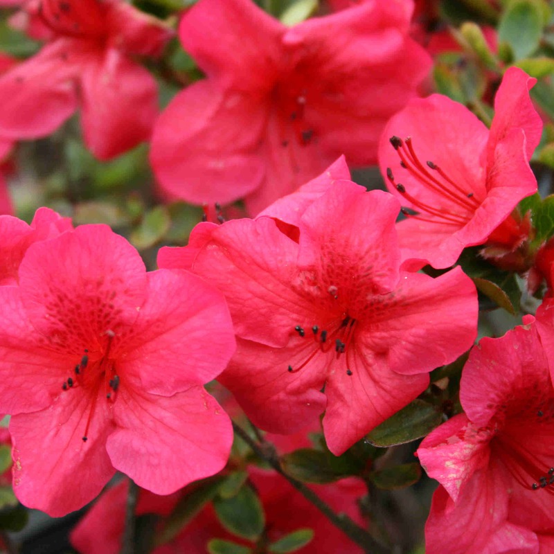 Azalea hybrid 'Girard's Crimson'