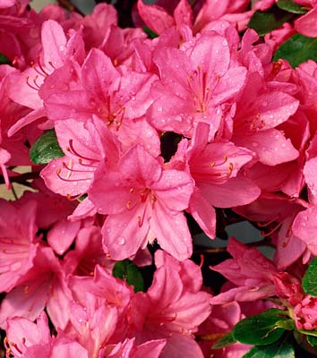 Azalea hybrid 'Girard's Pink'