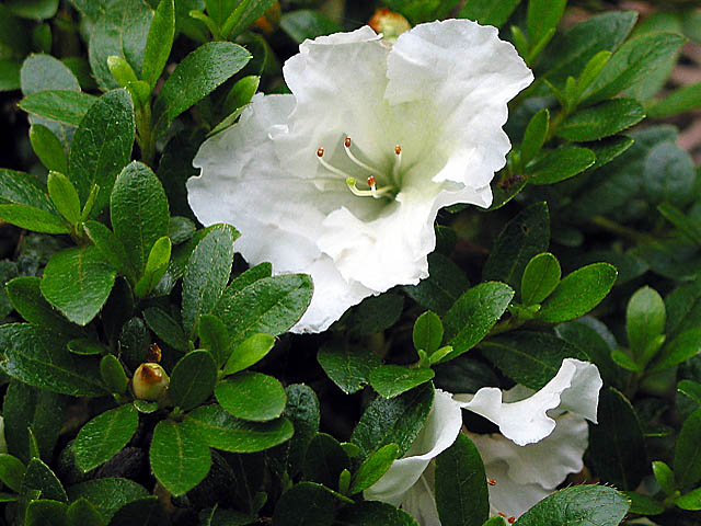 Azalea hybrid 'Gumpo White'