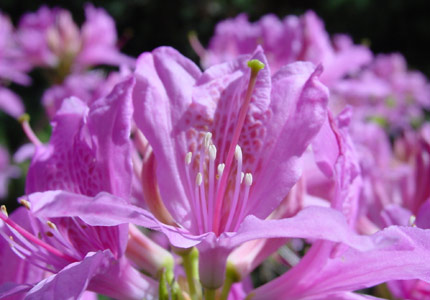 Azalea hybrid 'Orchid Lights'