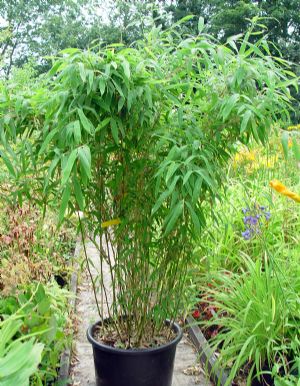 Bamboo - Fargesia murielae (Canada Only)
