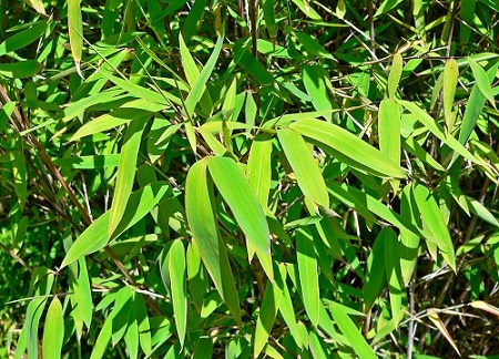Bamboo - Fargesia nitida (Canada Only)