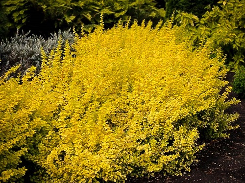 Berberis thunbergii 'Aurea Nana'