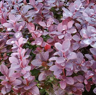 Berberis thunbergii 'Concorde'