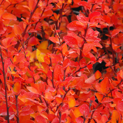 Berberis thunbergii 'Emerald Carousel'