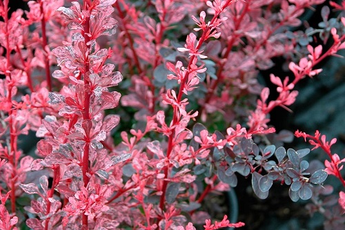 Berberis thunbergii 'Rose Glow'