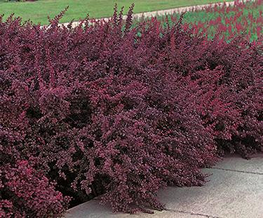 Berberis thunbergii 'Ruby Carousel' (Canada Only) 