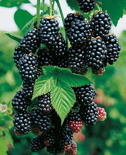 Blackberry - Rubus fruticosus 'Black Satin' (Thornless) (Canada Only)