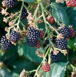 Blackberry - Rubus fruticosus 'Loch Ness' (Thornless) (Canada Only)