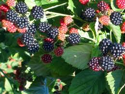 Blackberry - Rubus fruticosus 'Navaho' (thornless) (Canada Only)