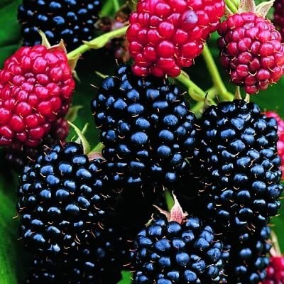 Blackberry - Rubus hybrid 'Darrow' (Canada Only)