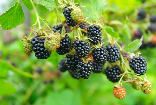 Blackberry - Rubus hybrid 'Triple Crown' (Thornless) (Canada Only)
