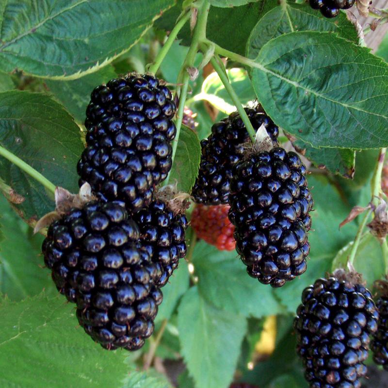Blackberry - Rubus idaeus 'Marionberry' (Canada Only) 