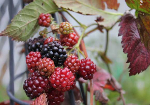 Boysenberry -  Rubus ursinus x idaeus  (Canada Only) 