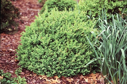 Buxus hybrid 'Calgary'