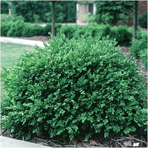 Buxus hybrid 'Green Mound'