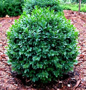 Buxus sempervirens 'Suffruticosa'