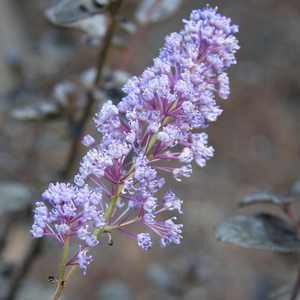 Ceanothus hybrid Tuxedo™ ('FIT02') 