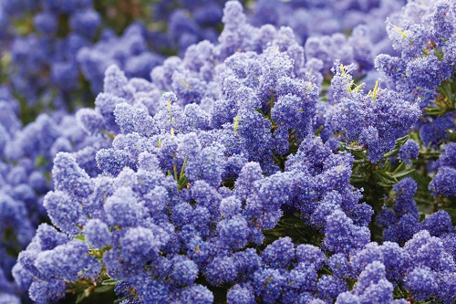 Ceanothus impressus 'Victoria'