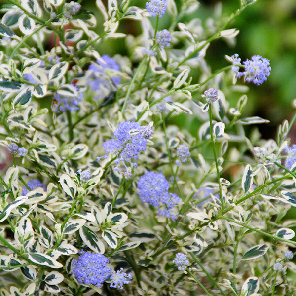 Ceanothus thyrsiflorus Cool Blue™ ('Huico02')