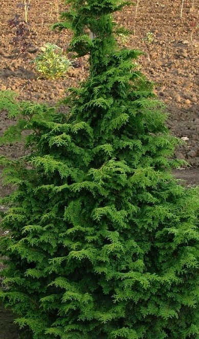 Chamaecyparis obtusa 'Kosteri'