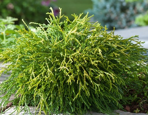 Chamaecyparis pisifera 'Sungold'