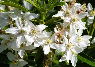 Choisya hybrid 'Aztec Pearl'