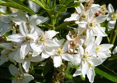 Choisya hybrid 'Aztec Pearl'  (Canada Only) 