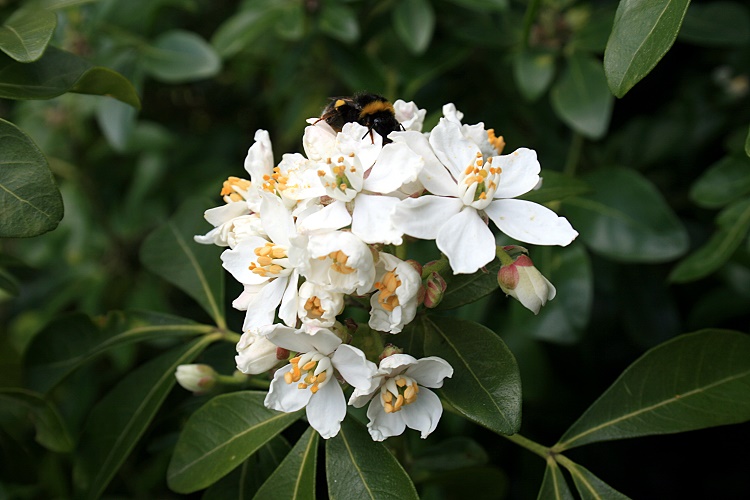 Choisya ternata  (Canada Only) 
