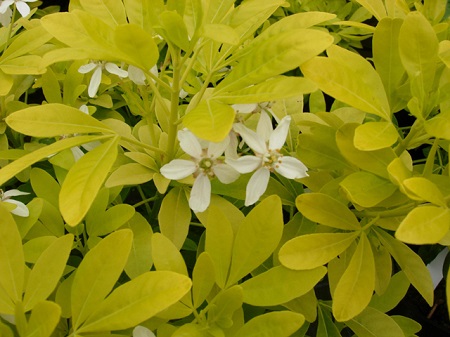 Choisya ternata 'Sundance'  (Canada Only) 