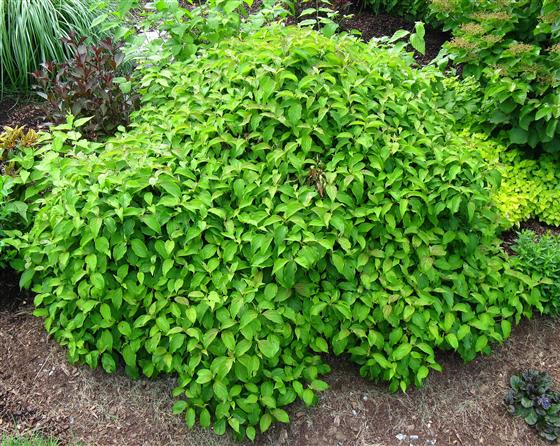 Cornus sericea 'Kelseyi'