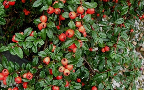 Cotoneaster suecicus 'Coral Beauty'