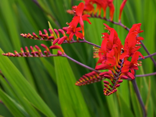 Crocosmia hybrid 'Lucifer'
