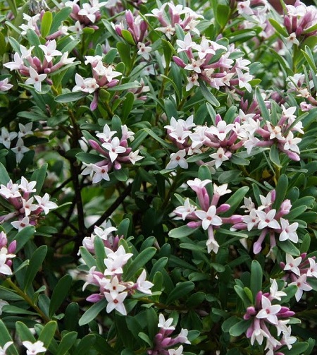 Daphne transatlantica 'Eternal Fragrance'