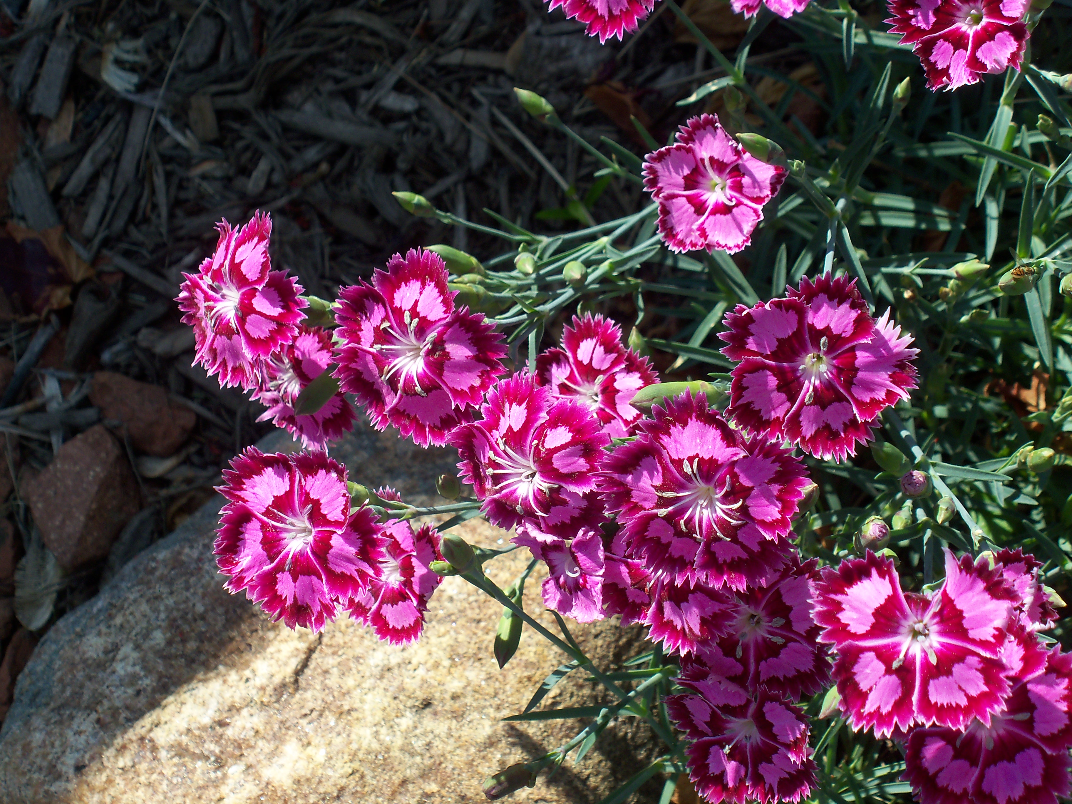 Dianthus hybrid 'Sangria Splash'