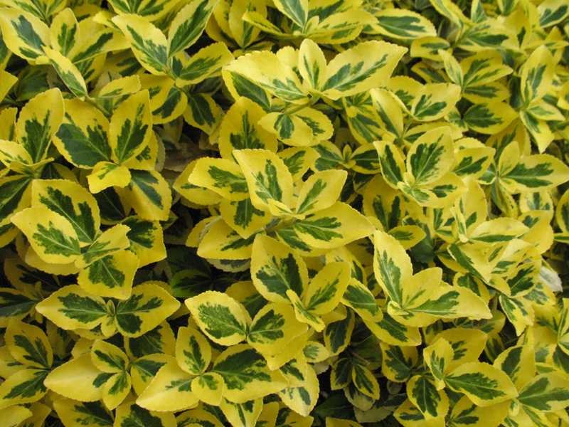 Euonymus fortunei 'Canadale Gold'