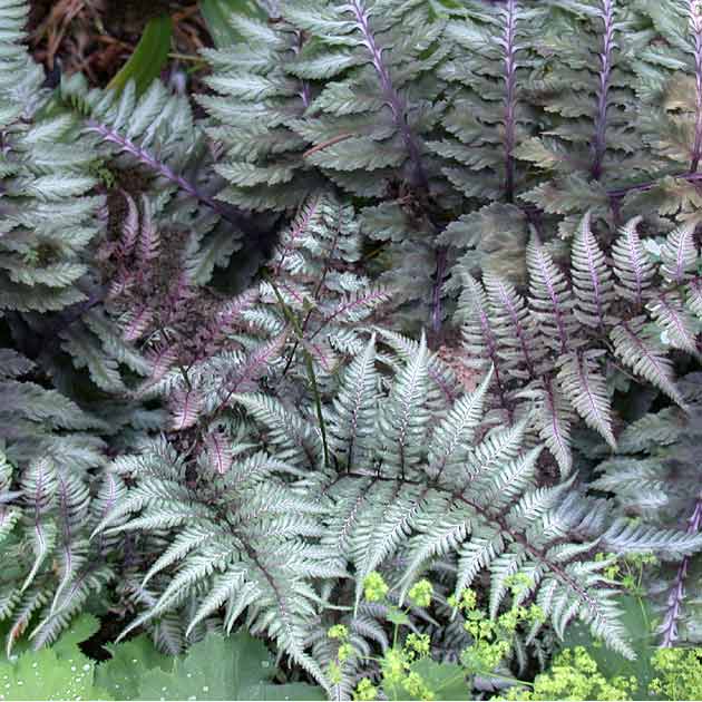 Fern - Athyrium niponicum 'Metallicum'