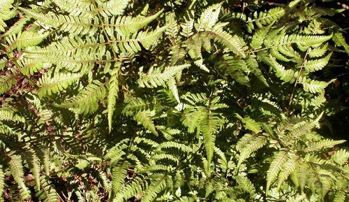 Fern - Athyrium nipponicum 'Pictum'