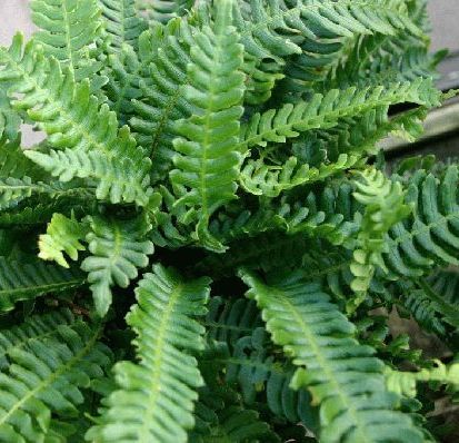 Fern - Blechnum spicant