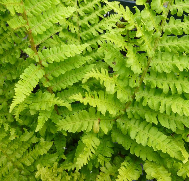 Fern - Dryopteris filix-mas 'Crispa Cristata'